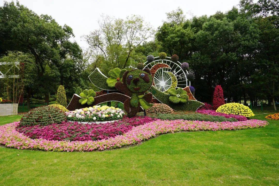 满园花菊郁金黄,2020上海菊花展迎来近6万市民游客