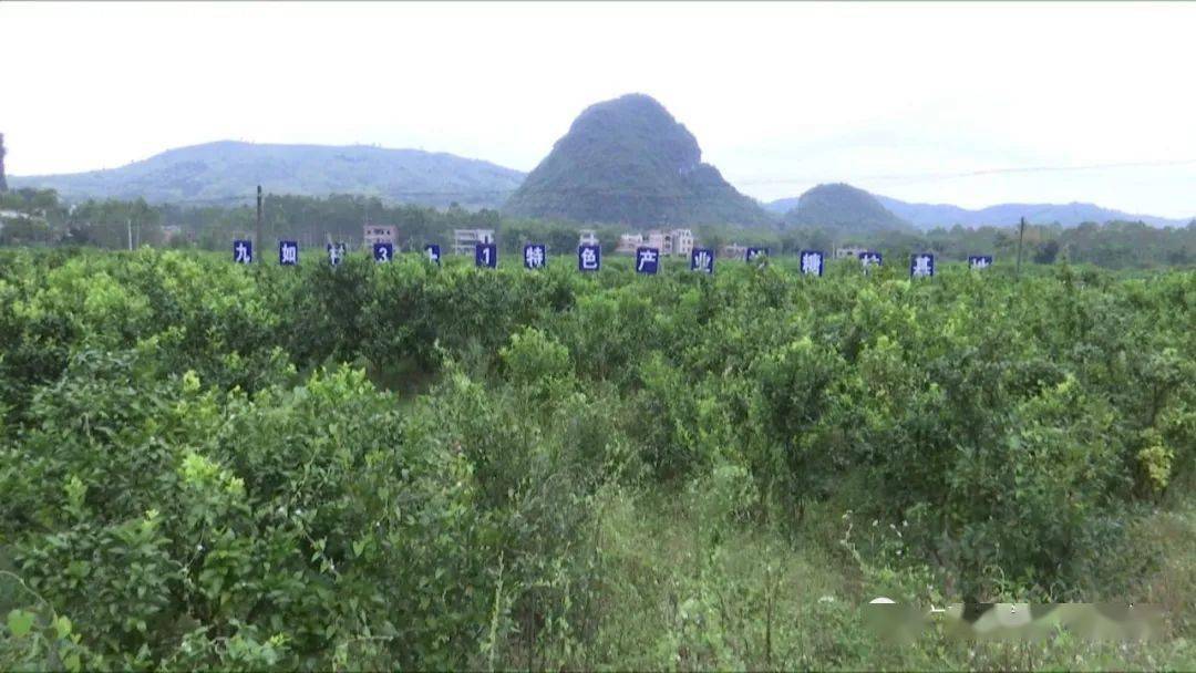 在昭平縣樟木林鎮九如村,定點幫扶單位賀州學院引導村民發展沙糖桔