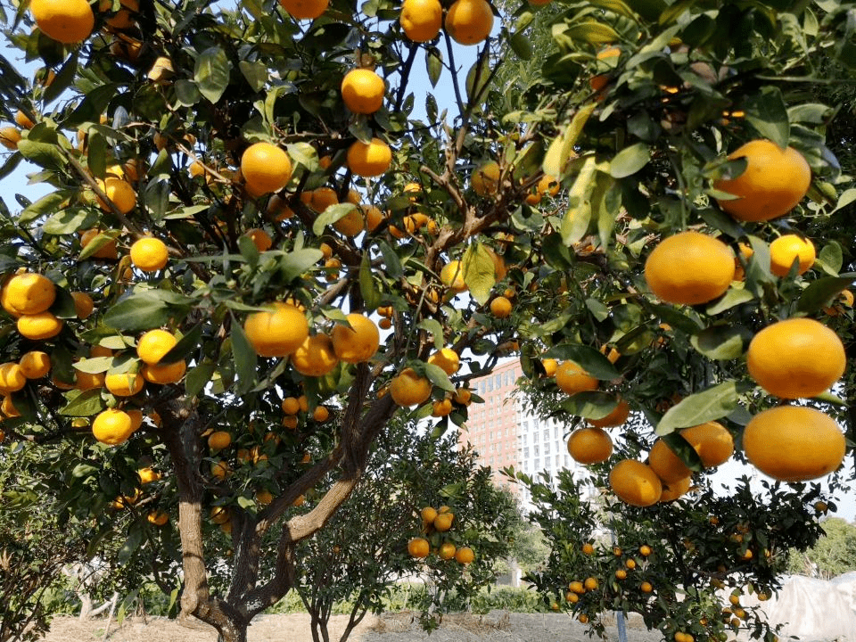 19:10 订阅 点击查看更多订阅内容> 进入11月后,杭州的秋色又浓了几分