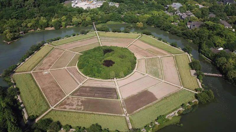 一粒米的诞生湖西幽静在八卦田体验丰收