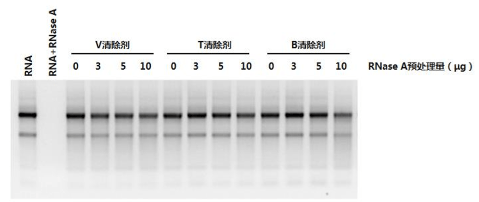 安全高效的清除剂不香吗?_rnase