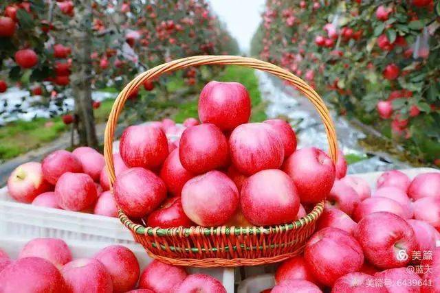 三门峡苹果红艳艳硕果累累又飘香