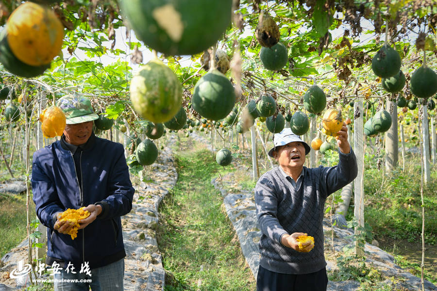 小瓜蒌"种出"大产业
