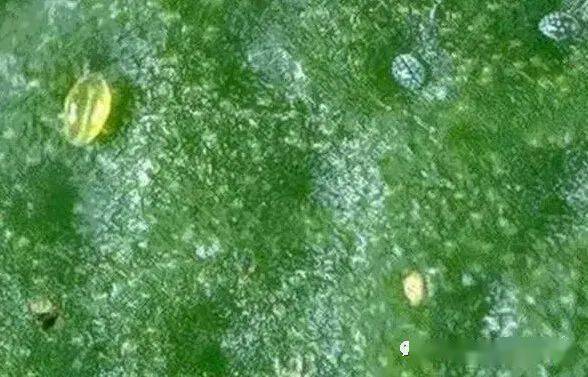 黄瓜茶黄螨危害高清图解