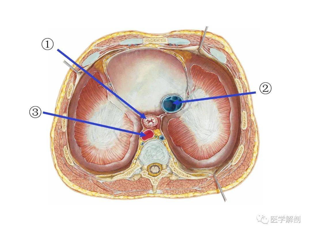 第一章 | 运动系统填图题