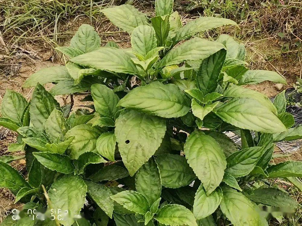 穿越月亮山系列報道榕江水尾水族鄉草珊瑚變身搖錢樹板藍根種植有收入