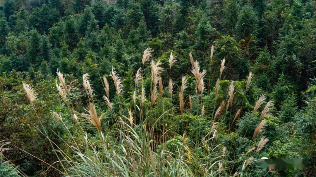 打卡浮石大山脑莲花坞绝美高清大图有个自行车赛事即将在这里举行