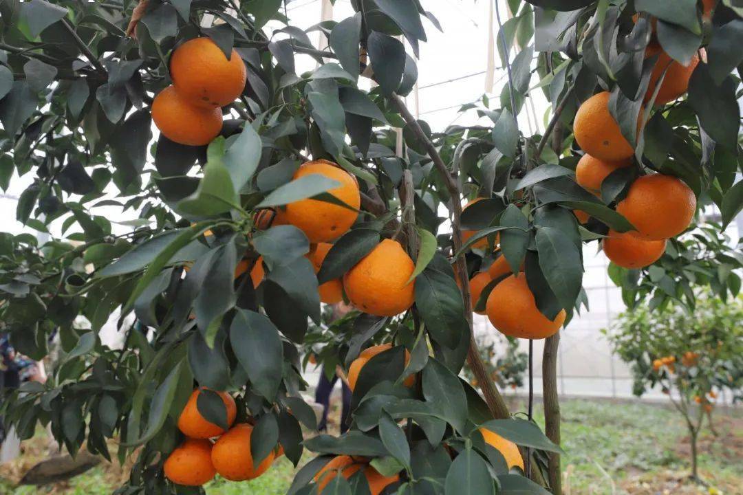 红美人柑橘生长环境图片