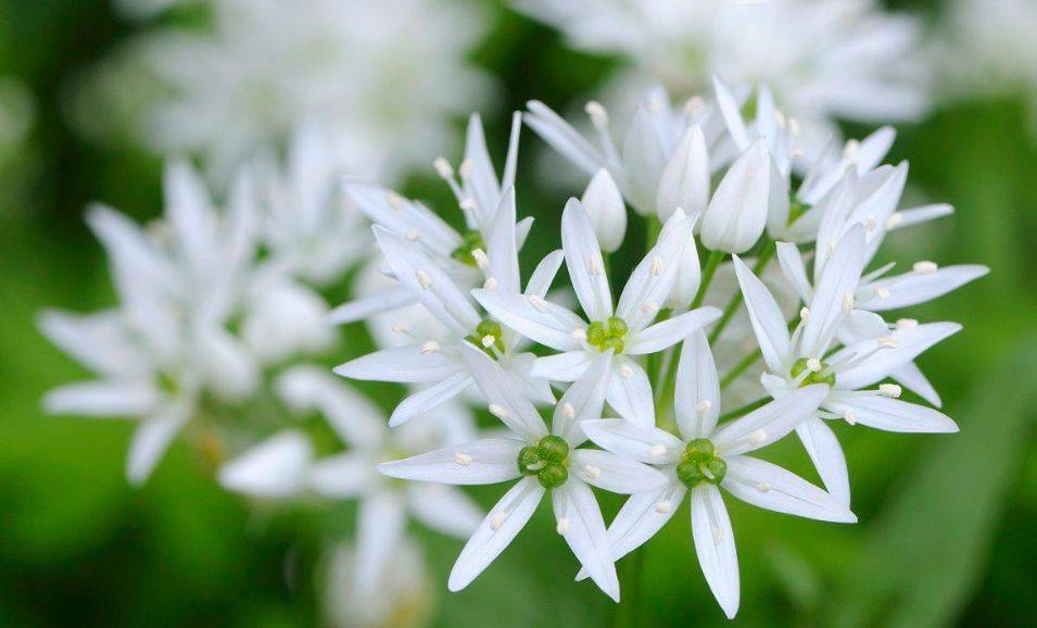 糧食開花你見過嗎