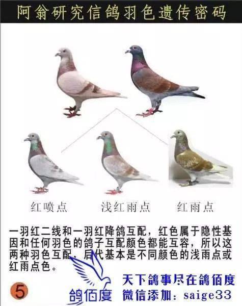 石板鸽子羽色搭配表图图片