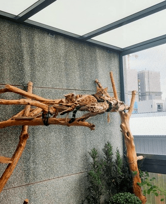 在家无聊给猫造了座园林式豪宅,完成后,网友:想去你家当猫!