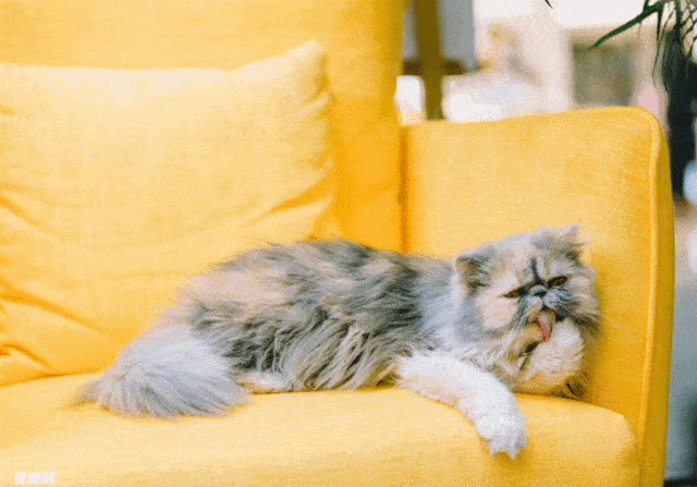 640_447gif 动态图 动图