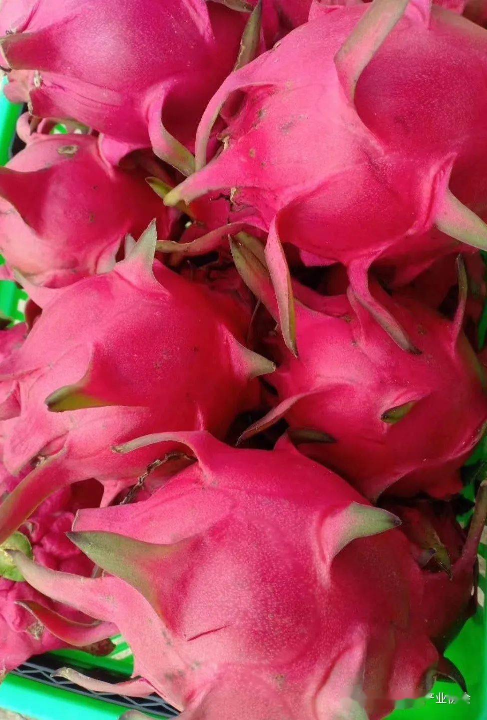 推介台湾火龙果新品种介绍