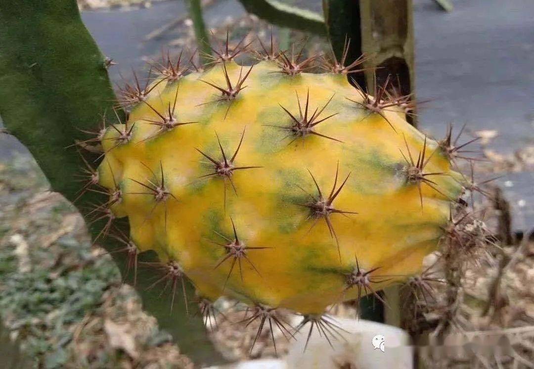 平均8两-1斤,甜度可达24度05黄龍火龙果无刺黃龍1斤以上,有荔枝的味道