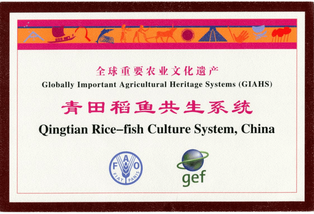 2013年稻鱼共生系统被列为"首批中国重要农业文化遗产","青田田鱼"获