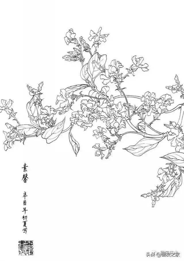 白描花卉写生范本:百花谱