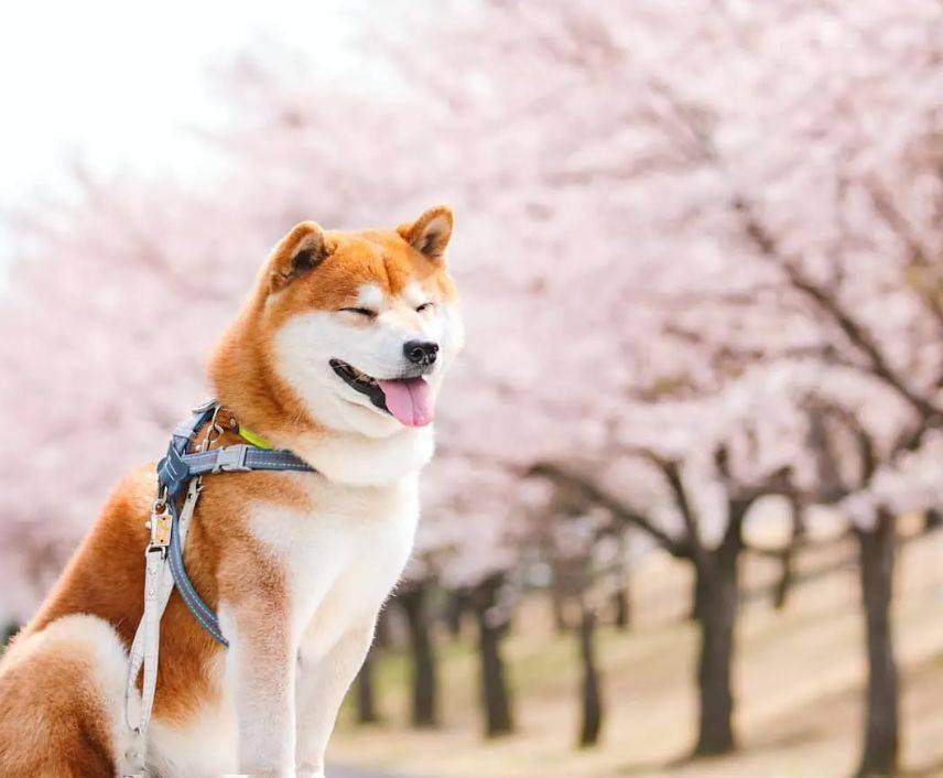 摄影师拍下的一组柴犬照片这笑容好治愈