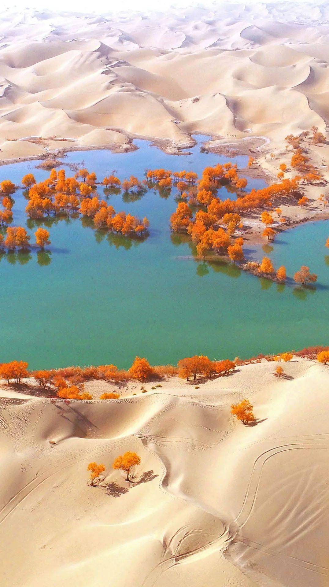 明艳的秋色不止于此,现在打开华为手机主题app,搜索"胡杨林",即可get