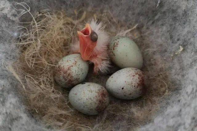 玉鸟孵化蛋变化图解图片