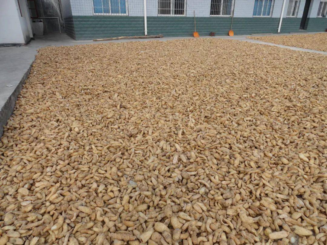 宁强:小天麻成农民脱贫致富大产业