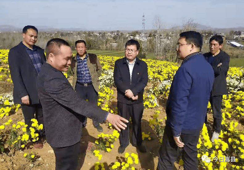 县委常委,宣传部长吕海泳今天也到菊花产业园进行了调研.