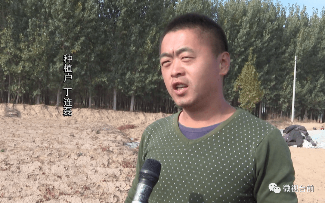 台前县这个村种植这种特色农产品发家致富啦