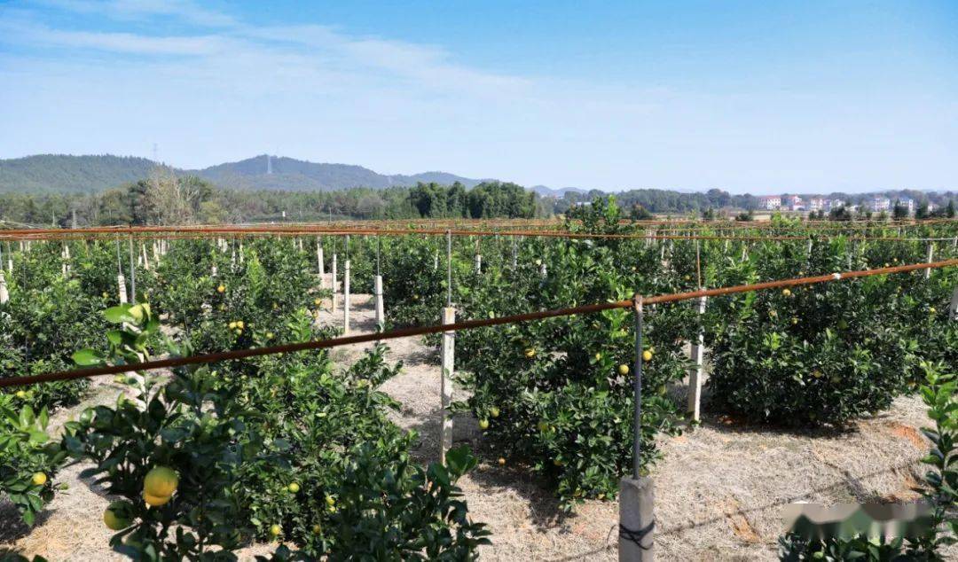 硕果满枝,漫山飘香,浯口石明村230亩有机脐橙等你来采摘!_果园