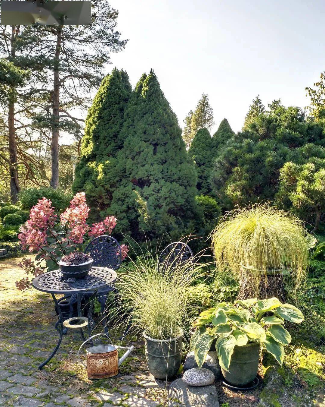 姿态优美的观赏草,在花园里还原自然之美,营造"野趣"世界!_植物