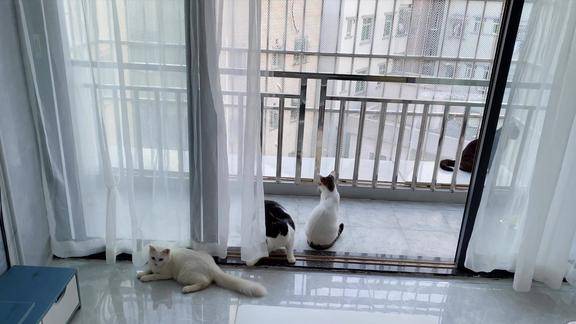 养猫要封阳台吗主人用六个钟为猫咪封了整个阳台安全感爆棚