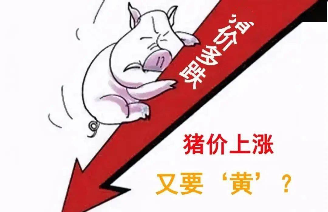 今日猪价今日20201108最新猪价