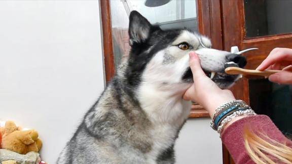 主人给二哈刷牙下一秒千万憋住笑镜头记录全过程