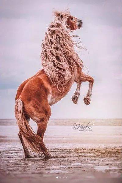 讲真,这样的头发,不仅马看了嫉妒,人看了也好羡慕啊!