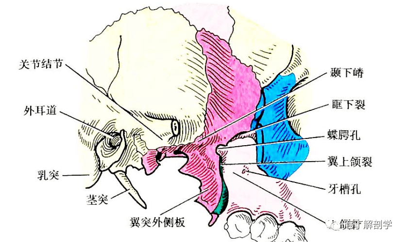 茎乳突孔体表定位图图片