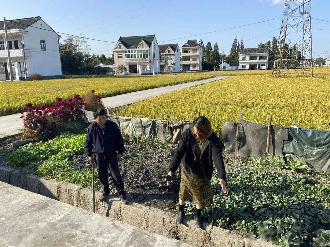 全域秀美 整治先锋,大齐塘缪露萍_塘村