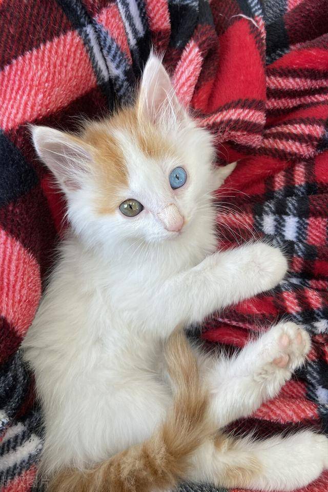 美国芝加哥小猫咪天生异瞳只需一秒俘获人心网友好萌