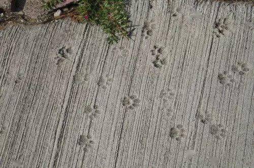 做了铲屎官就连看猫爪印都觉得这么可爱