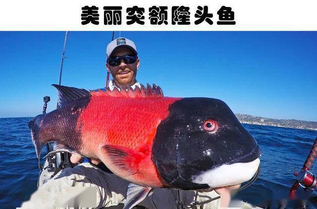 在世界各地的水域中被发现的9种非常独特的鱼