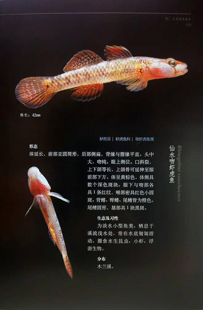 淡水鱼鱼类大全图册图片