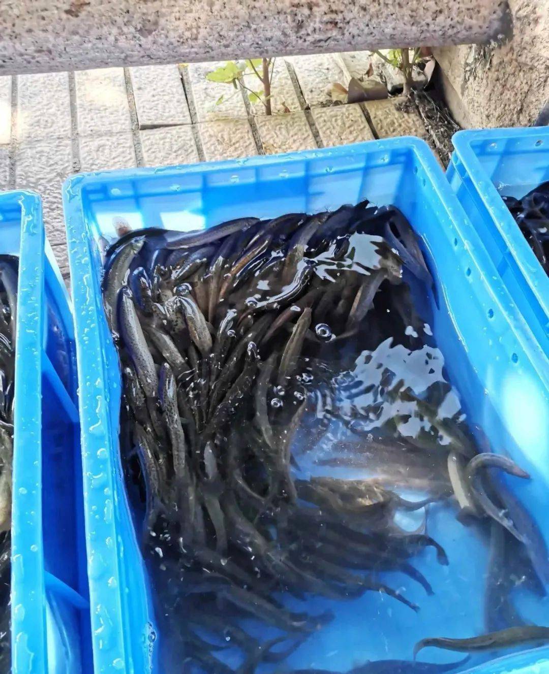 广州河道放生几百斤泥鳅,"撒网哥"一旁等待,网友:过分了!
