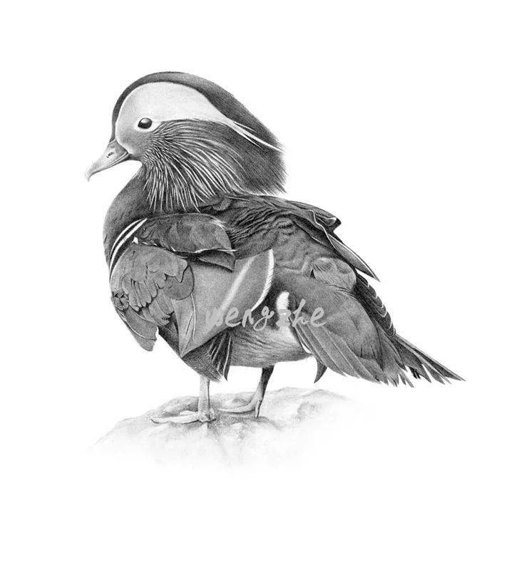 招募鸟类科学绘画线下课