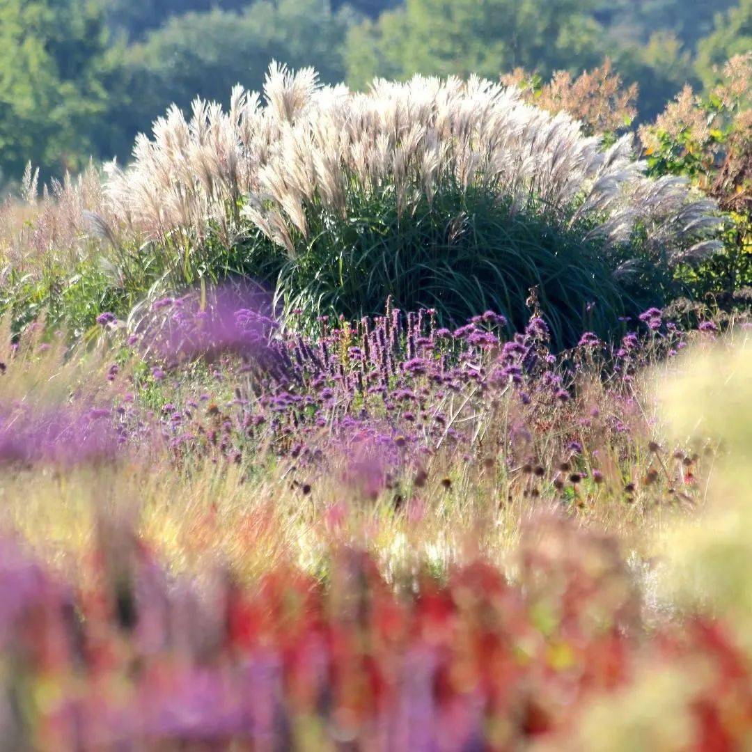 观赏草在小庭院中最常见的应用形式为与花卉配置形成花境.