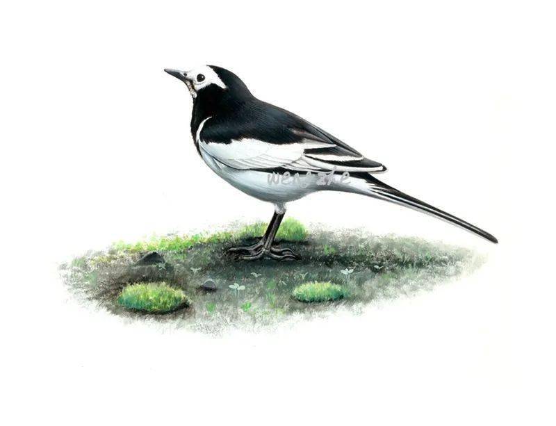 白鹡鸰(翁哲老师作品)课程内容概要第一课 初识鸟类-涉禽练习课程主要