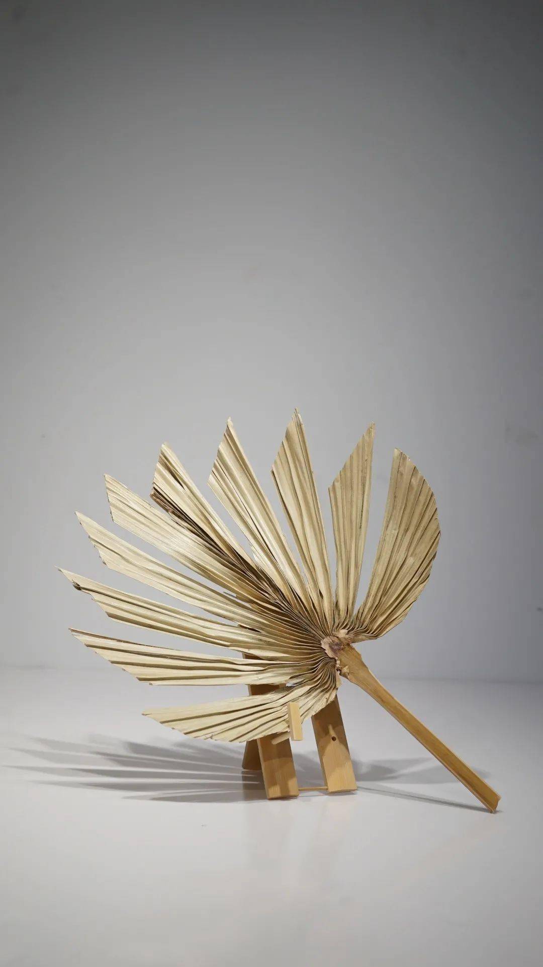 质轻,价廉,是中国应用最为普及的扇子,亦称"葵扇".