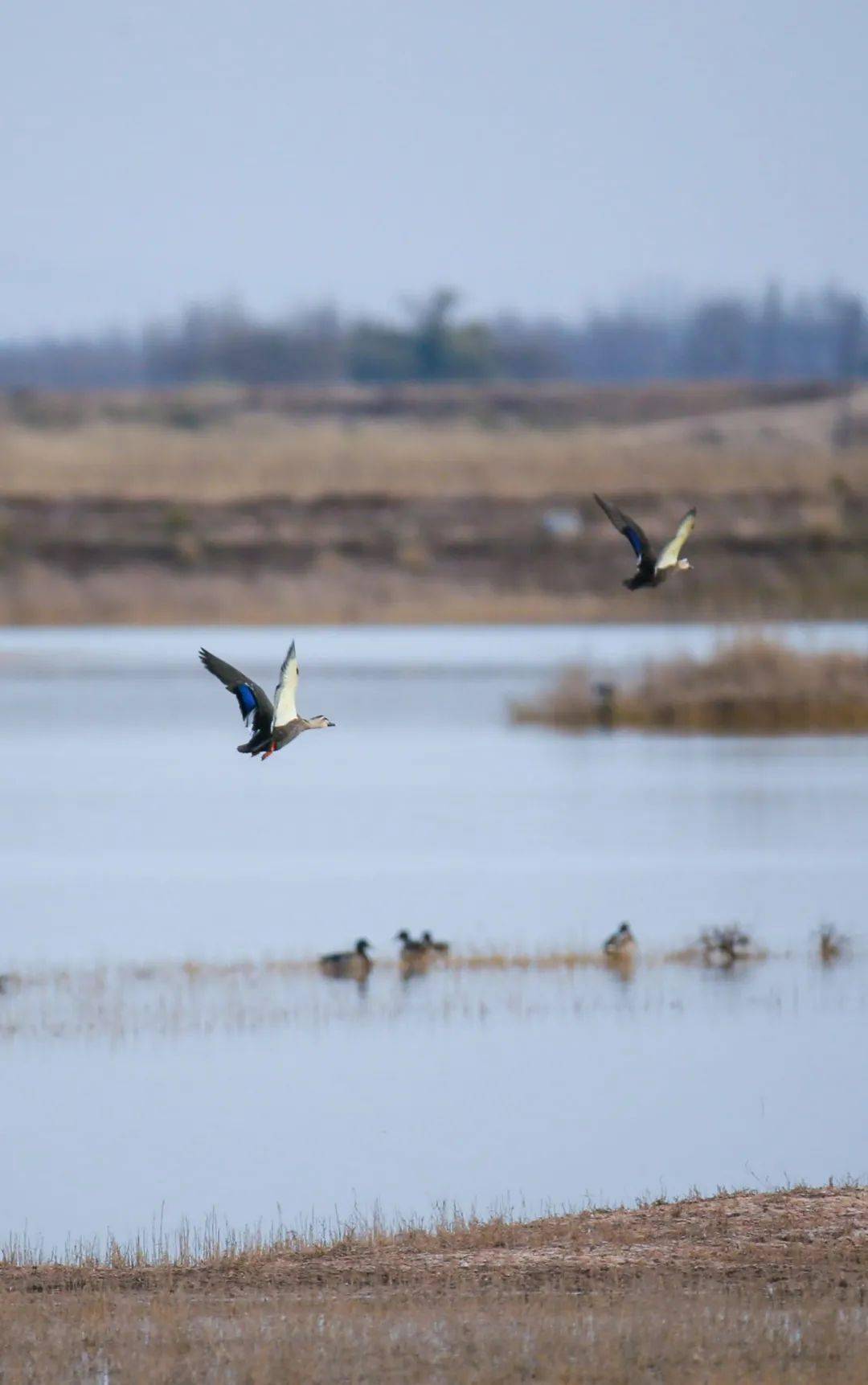 美!上万只候鸟"点赞"首府好生态