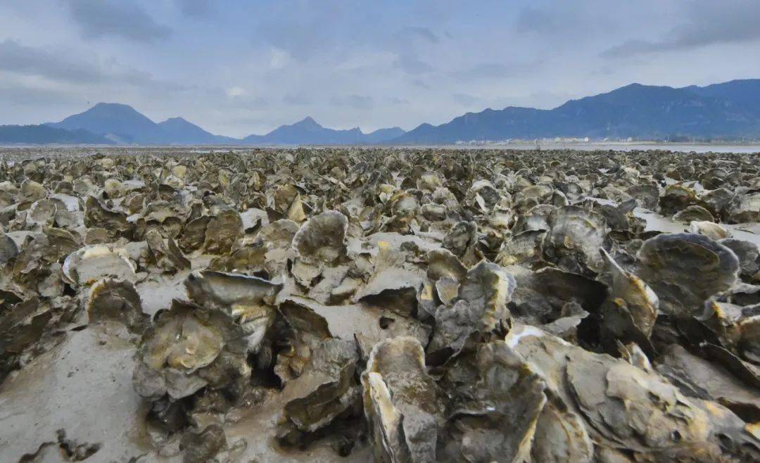 铁强村的蛎江滩,位于健跳港上游,横渡镇最东部,群山怀抱,有白溪溪流和