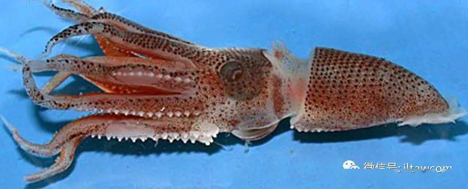 海洋科普1259中国海域鱿鱼图鉴