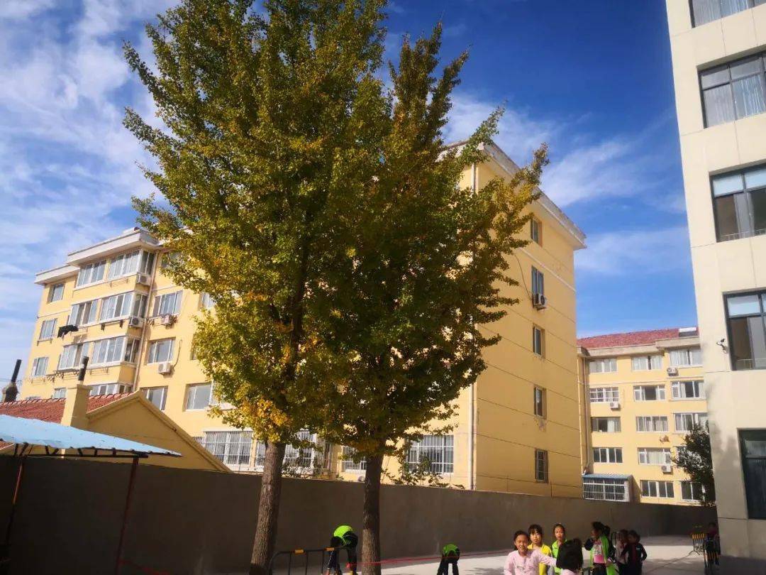 【秋意浓】校园秋景美图来袭,惊艳了整个秋天_十五中学