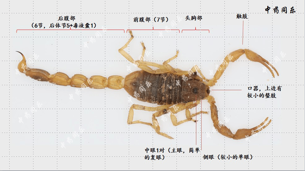 毒蝎的身世图片