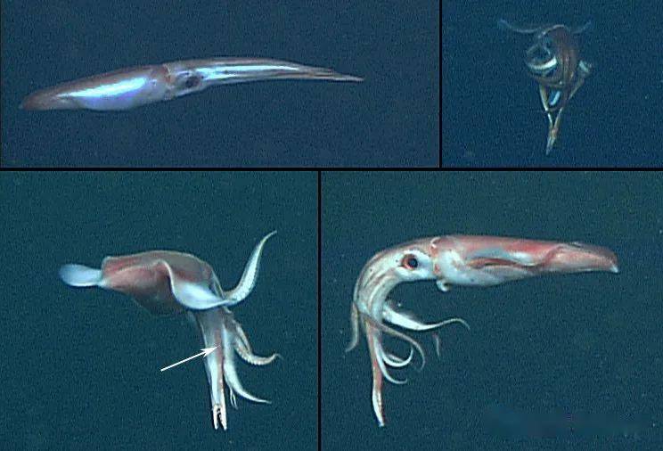 海洋科普1259中国海域鱿鱼图鉴