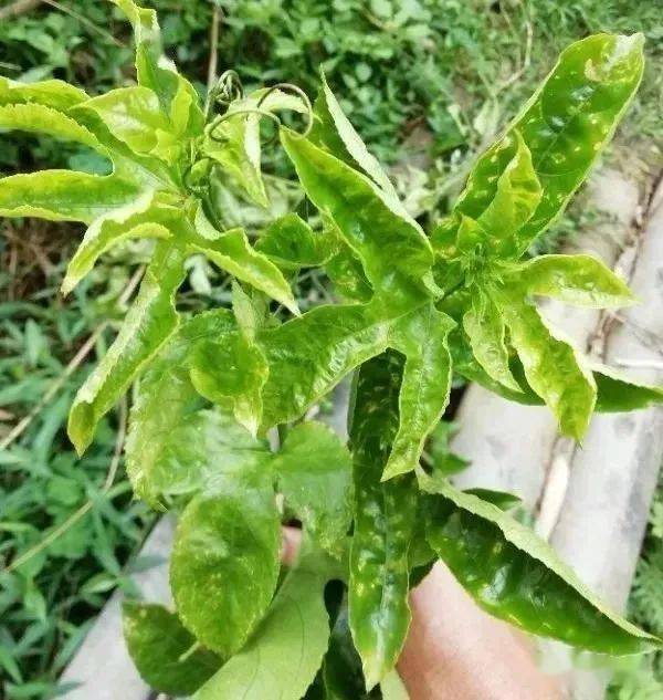 b,金质植物龙2000倍 克独宝600倍;4,重点虫害:蓟马,蚜虫,果实蝇a,蚜虫
